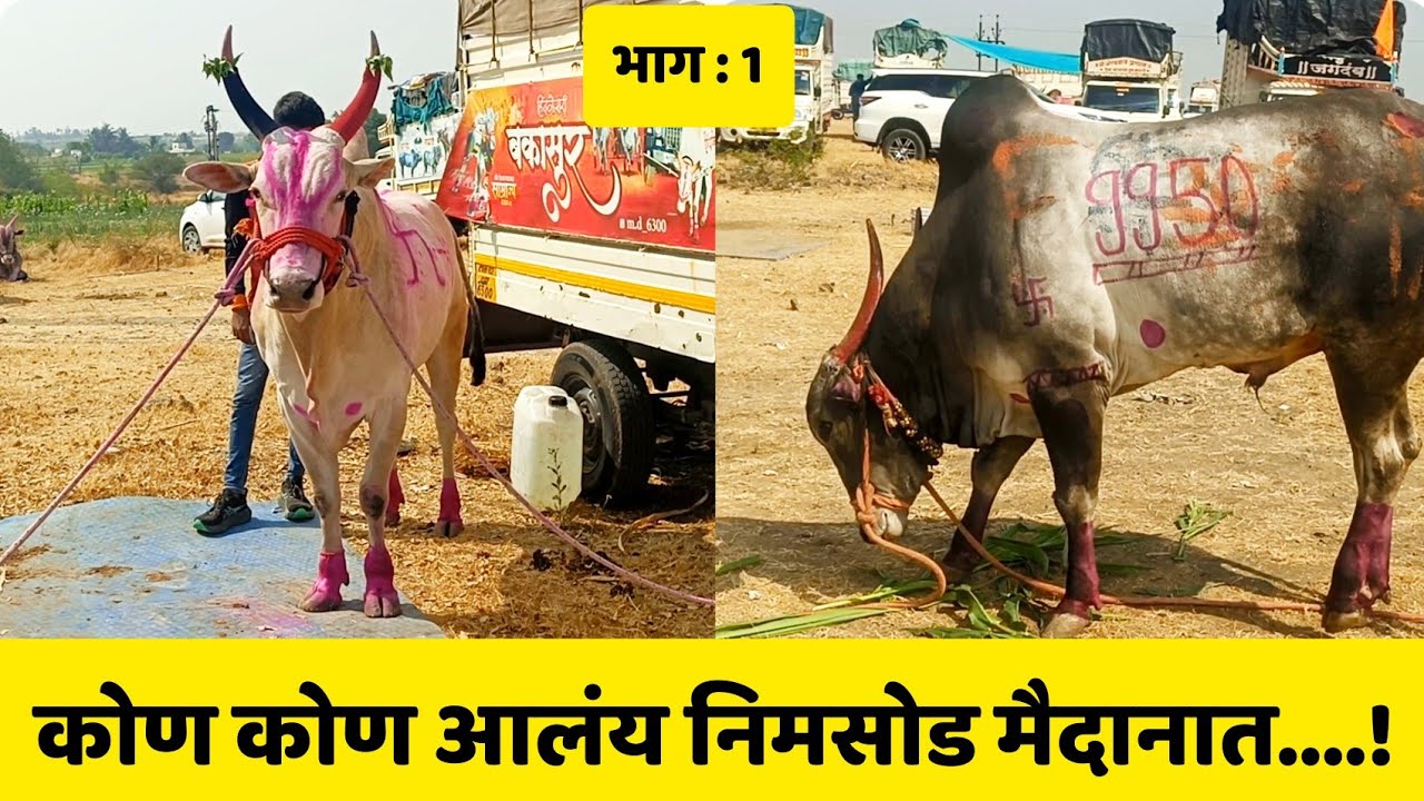 कोण कोण आलंय निमसोड मैदानात | भाग - 1