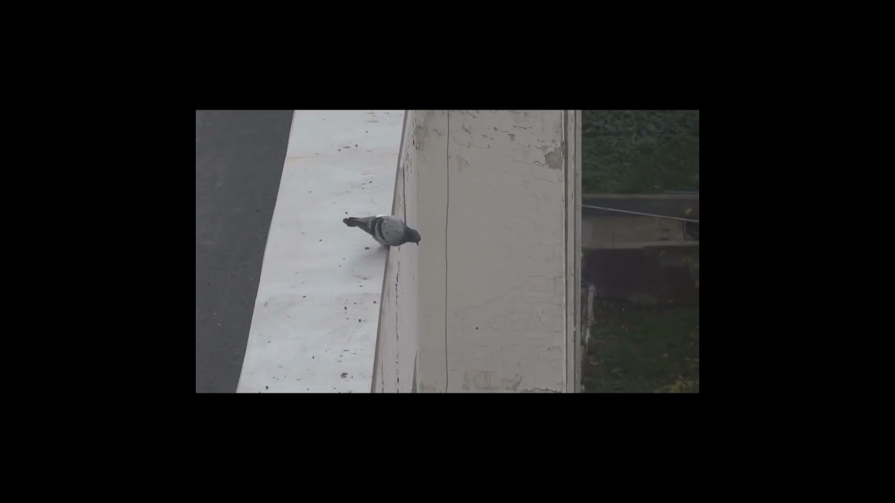 Poor pigeon