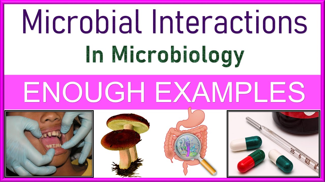 Microbial Interactions in Microbiology | Types | Explained with Enough Examples
