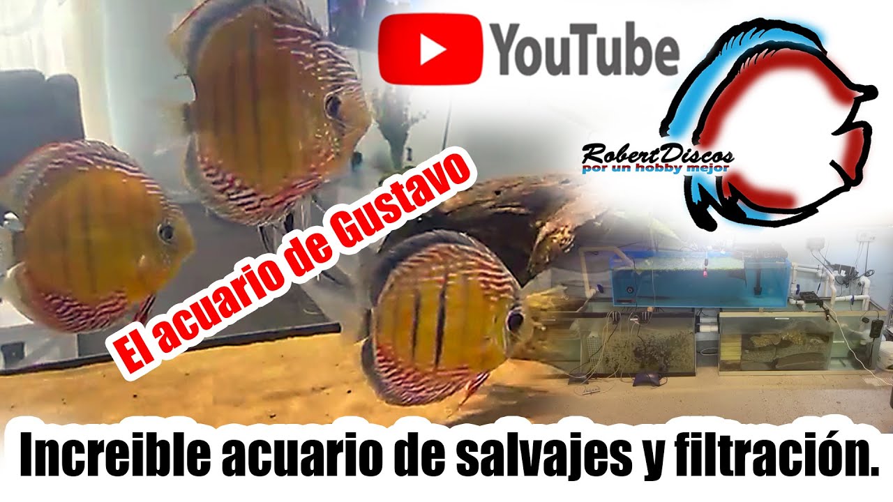 Increible acuario de peces discos salvajes
