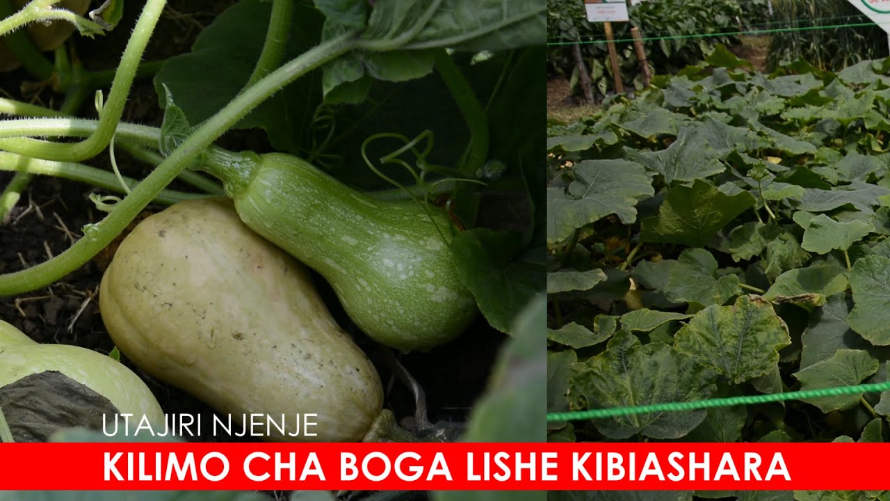 KILIMO CHA BOGA LISHE KIBIASHARA