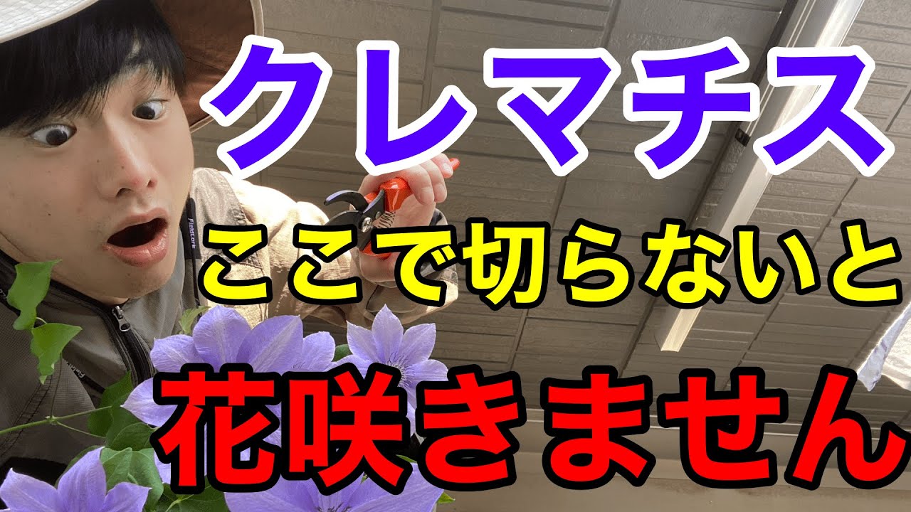 【正しい剪定】誰でもできるクレマチスの剪定方法を教えます。【切り戻し】【園芸】【ガーデニング】【新枝咲き】【旧枝咲き】【新旧両枝咲き】【新旧枝咲き】