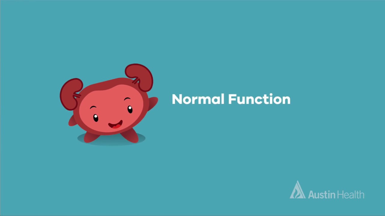 Understanding your bladder: Normal bladder function - animation