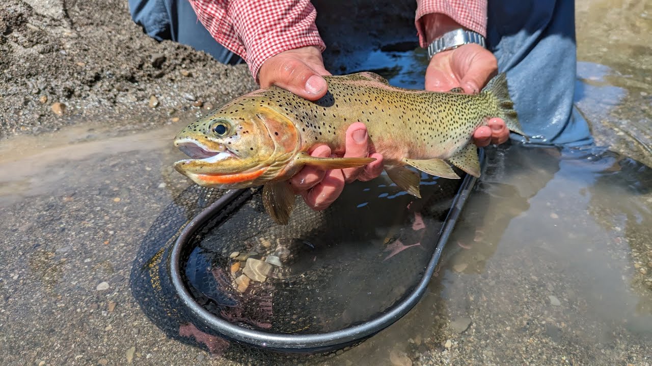 A New Cutthroat Stream