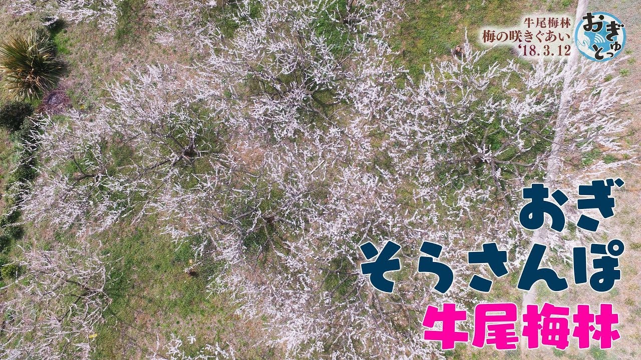 【4K】そらさんぽ 牛尾梅林上空
