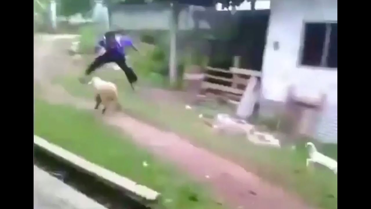 Man jumps over sheep