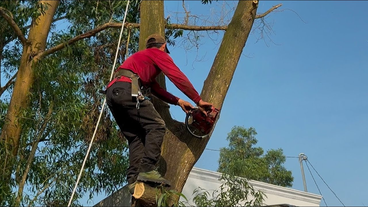 Cưa cây tràm bông vàng nghiêng vào nhà ,gần lộ xe . Cưa cây kỷ thuật cao