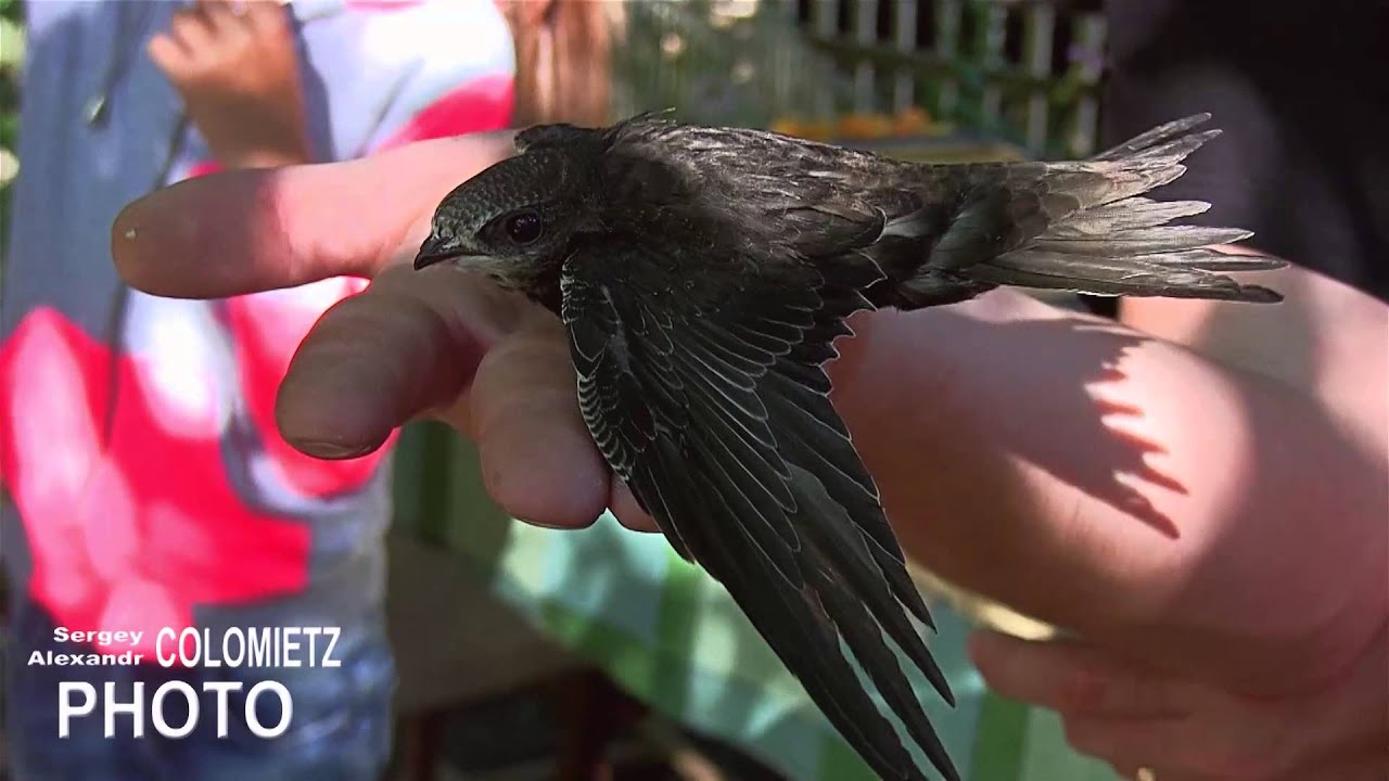 как мы учили стрижей летать - as we have been taught to fly swifts
