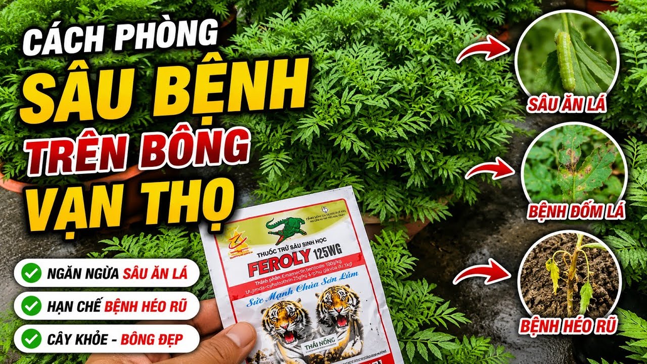cách xịt sâu hiệu quả không lo bị cháy lá, có nên xài thuốc nhũ dầu , huỳnh cập nhật 
