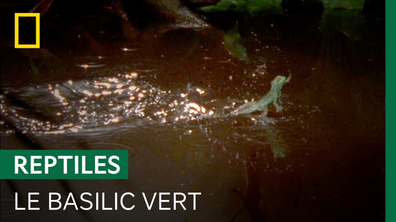 Courir sur l'eau n'est pas un probl&egrave;me pour le basilic vert