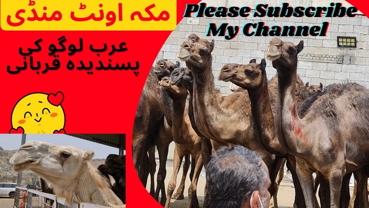 Arab Traditional Qurbani Animal | Hajj2022 | Makkah Animal Market | Camel | @Akhtar Vlogs KSA