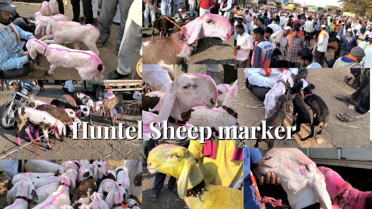 Biggest Huntel Sheep Market in india