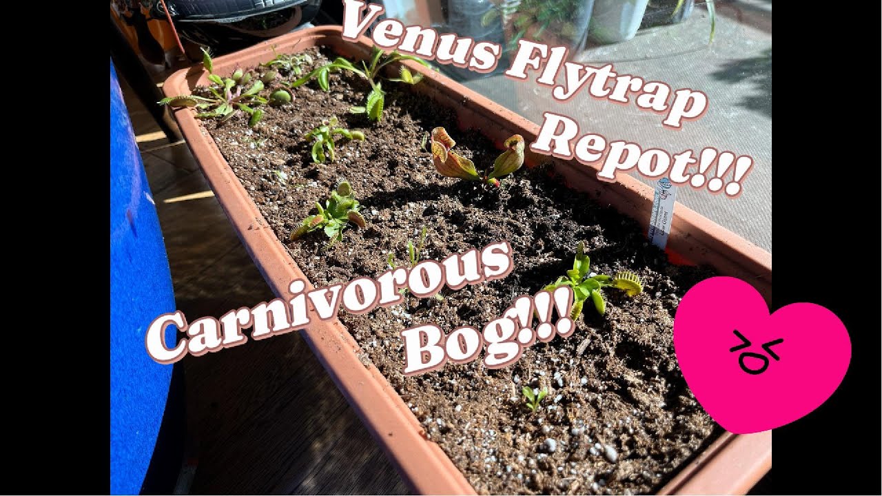 Making a Carnivorous Plant Bog! + Basic Venus Flytrap Care Tips!
