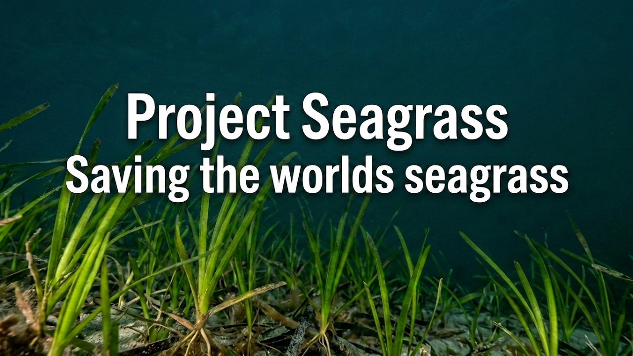 Project Seagrass