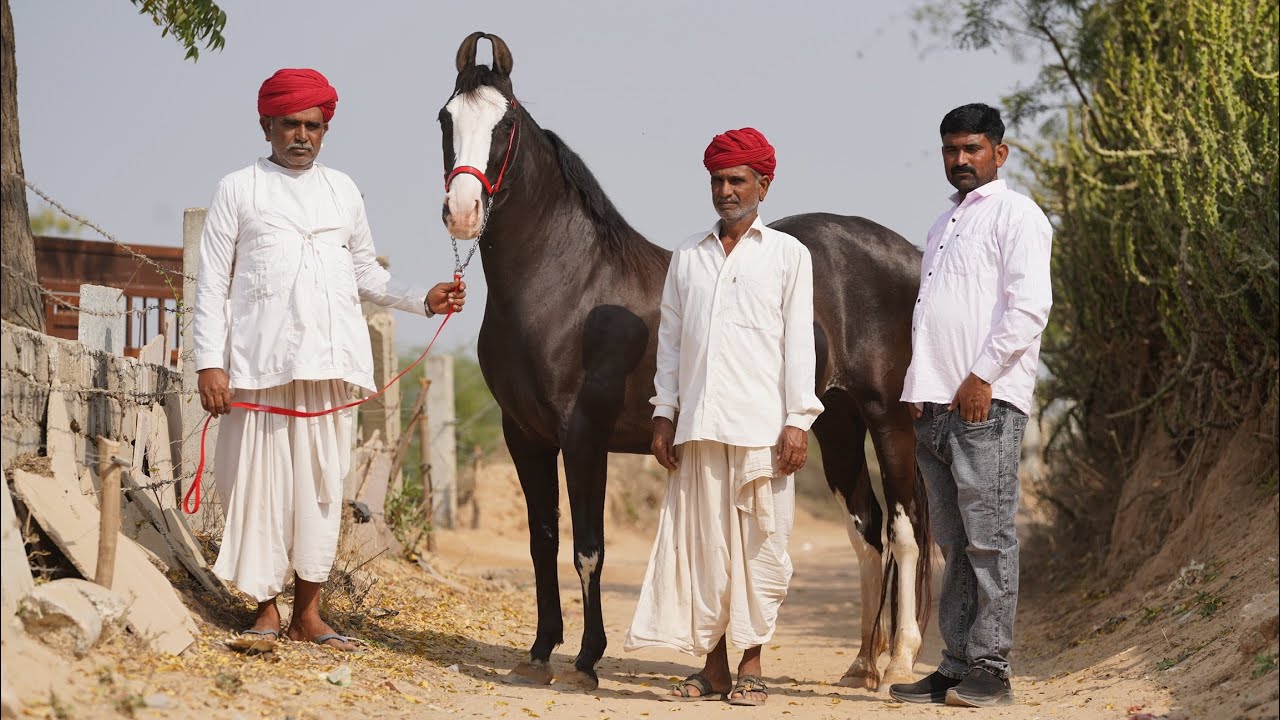 बनासकांटा की शान शिवराज शेखरा की शानदार घोड़ी और बच्ची 