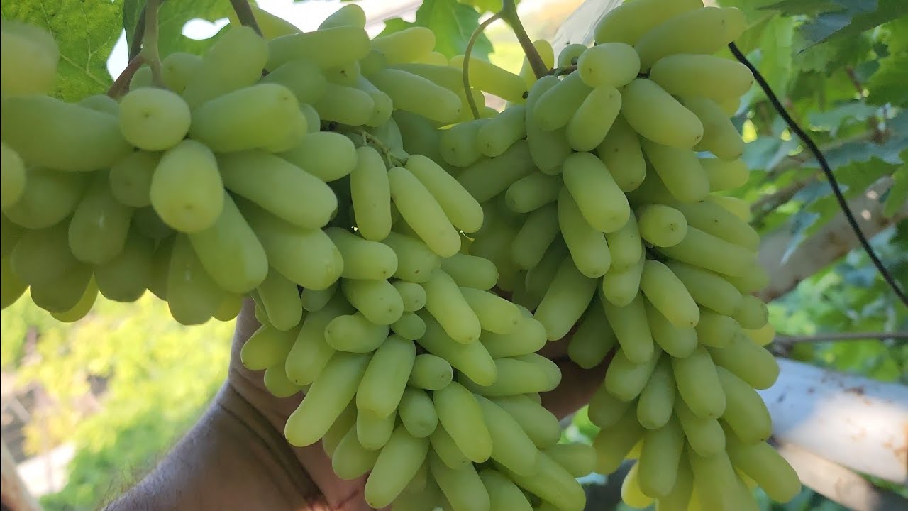 Uzumchilik Haqida Gaplashamiz !
