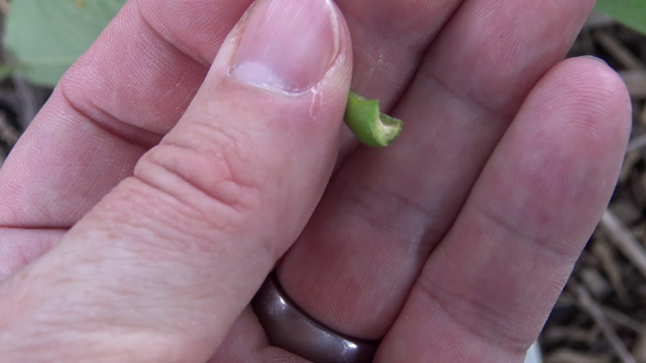 Identifying white ash