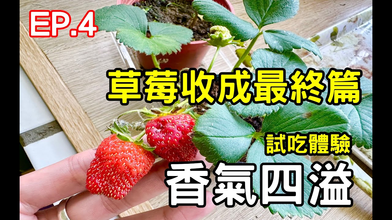【草莓種植EP.4】草莓最終收成篇 |  香氣四溢 | 試吃體驗 strawberry【黑貓日常】