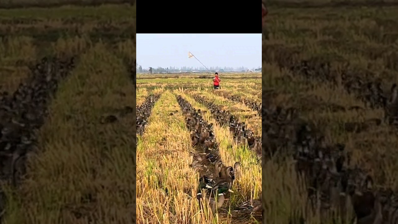 Great Idea Ducks On The Rice Fields After Harvest 