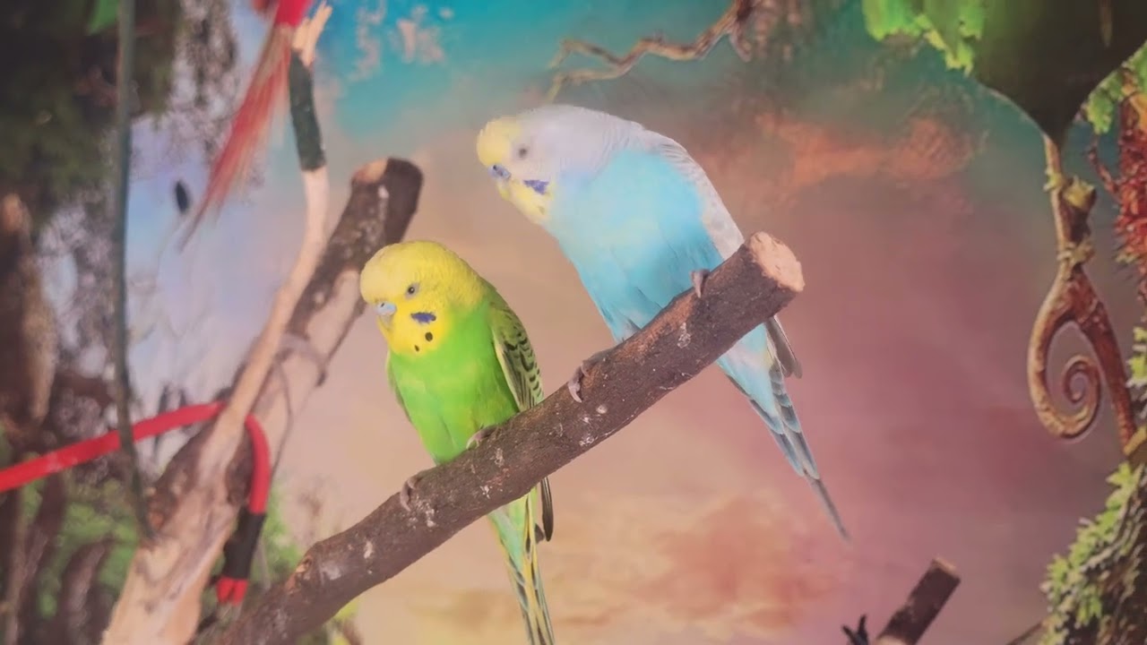 Chirping Budgies Healthy Activity | Happy and Active Budgies Sounds 🐦