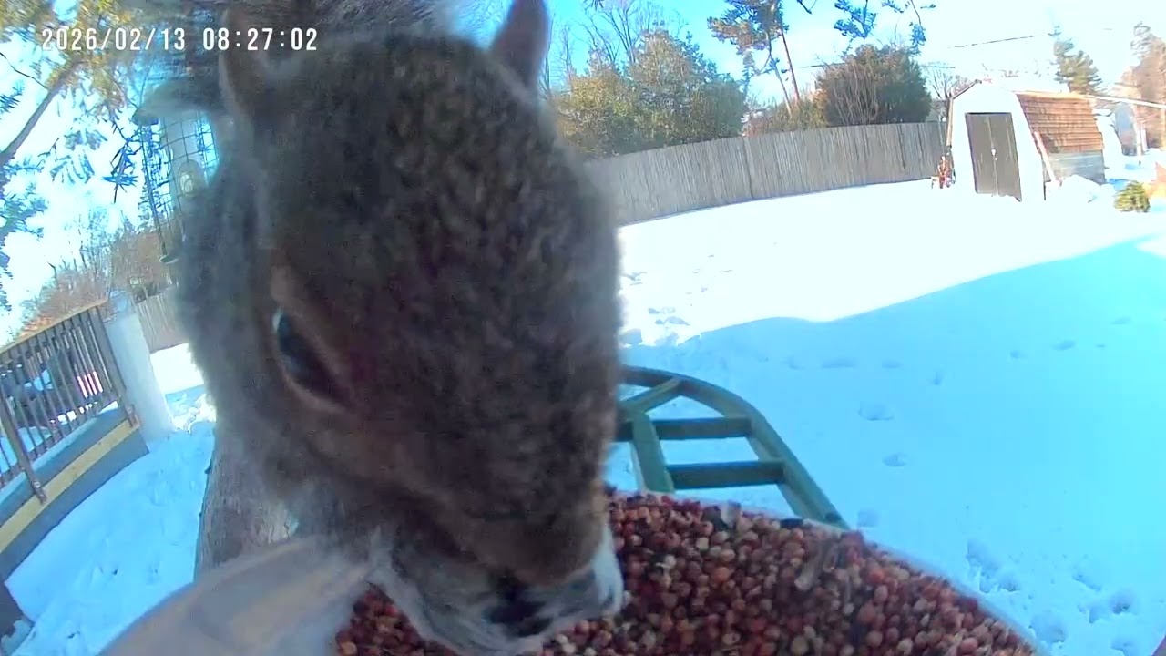 Cardinals, Starlings, and More on Bird Feeder Cam 2K #birds #birdsforcatstowatch #birdidentification