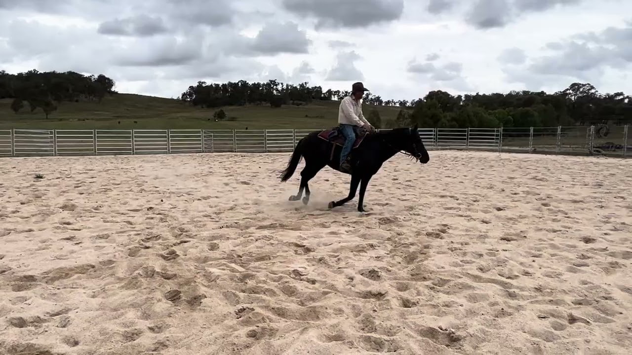 10yo Black Australian Stockhorse Mare