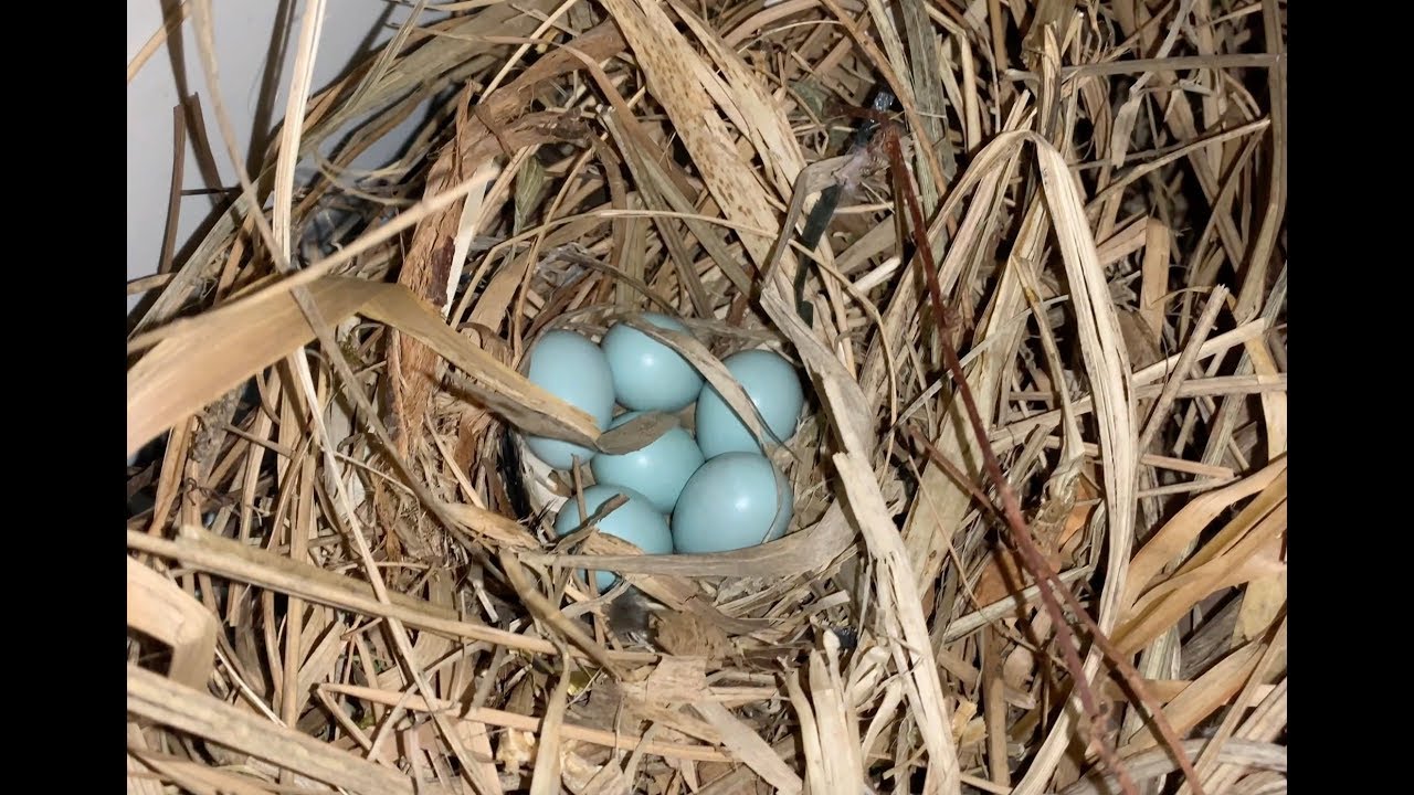 Bird Nesting in Vent