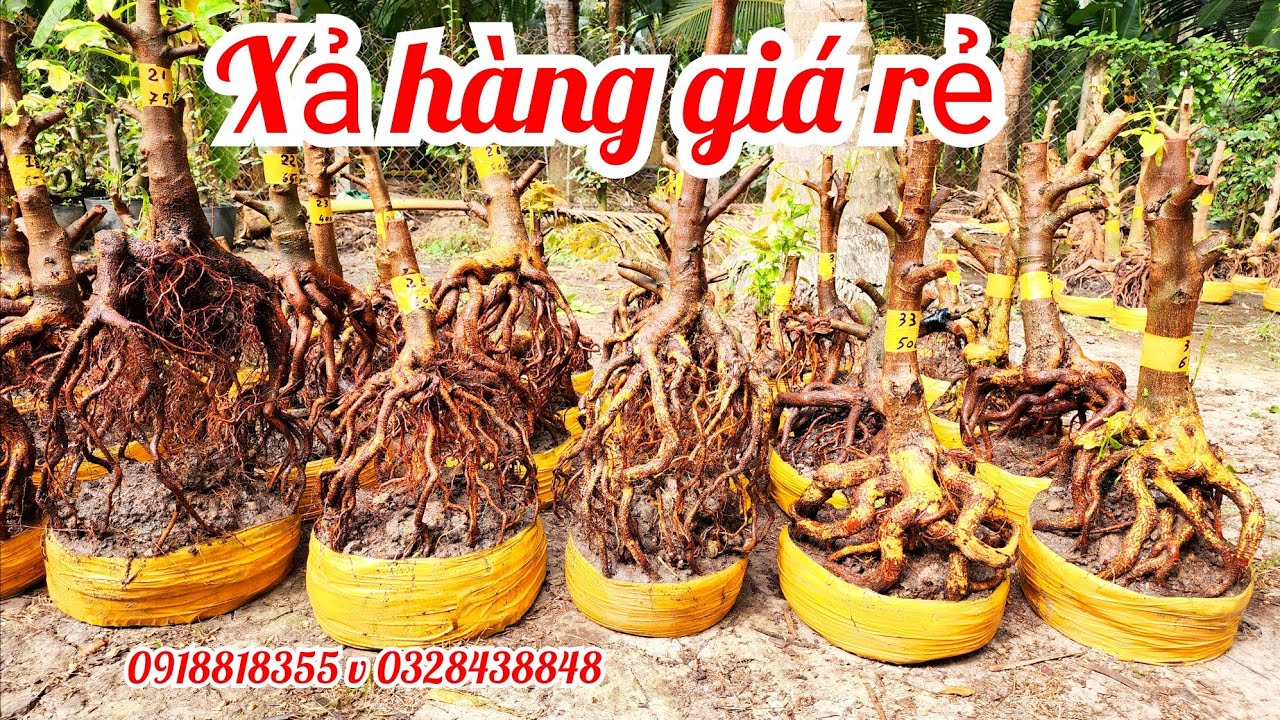 5/2 a Nên 0918818355 v 0328438848 phôi mai bonsai đẹp giá rẻ xả hàng|MaivàngThanhTâm