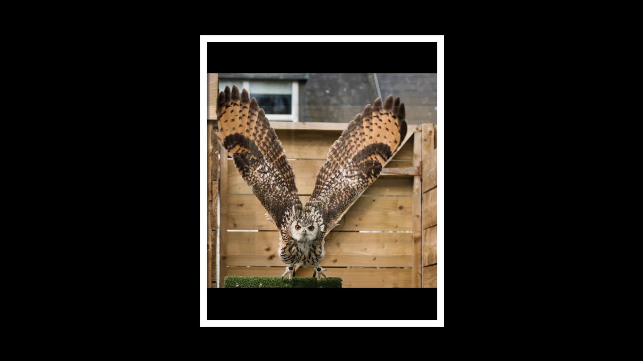 Dublin Falconry April 2019