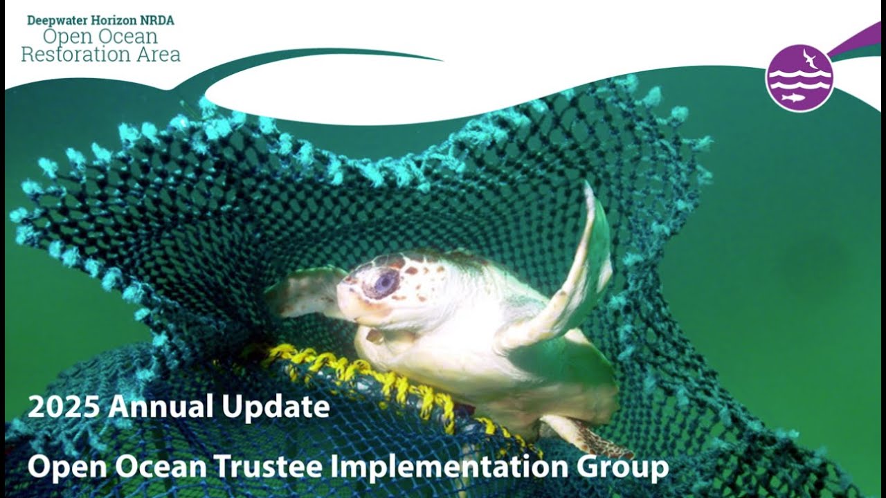 Open Ocean Trustee Implementation Group 2025 Annual Update