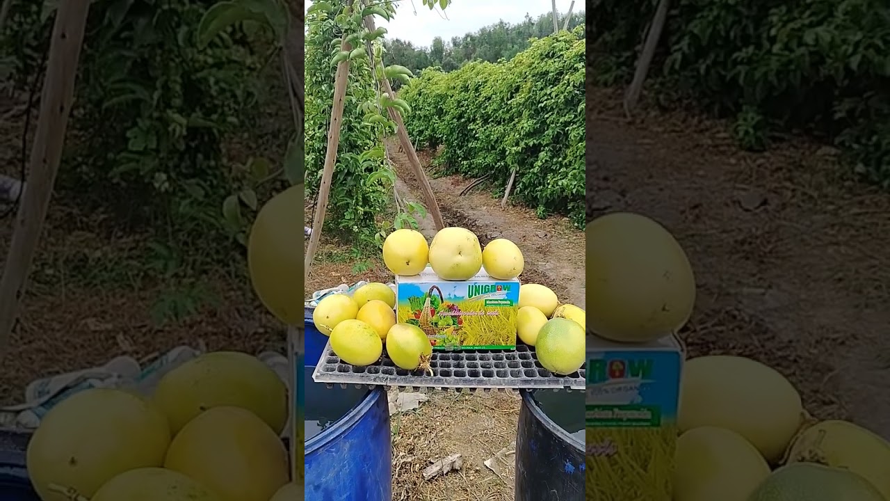 TECHNO CONSULT SRL:BIORRESTAURACION Y BIORREMEDIACION EN MARACUYA Y GULUPA EN CHAO PERÚ ( III ) 