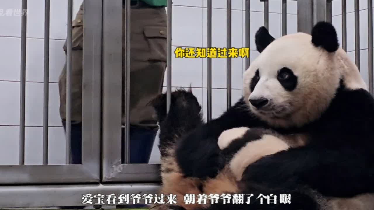 第一次 爷爷过来爱宝开心的笑了~走了又来 爱宝直接翻了个白眼