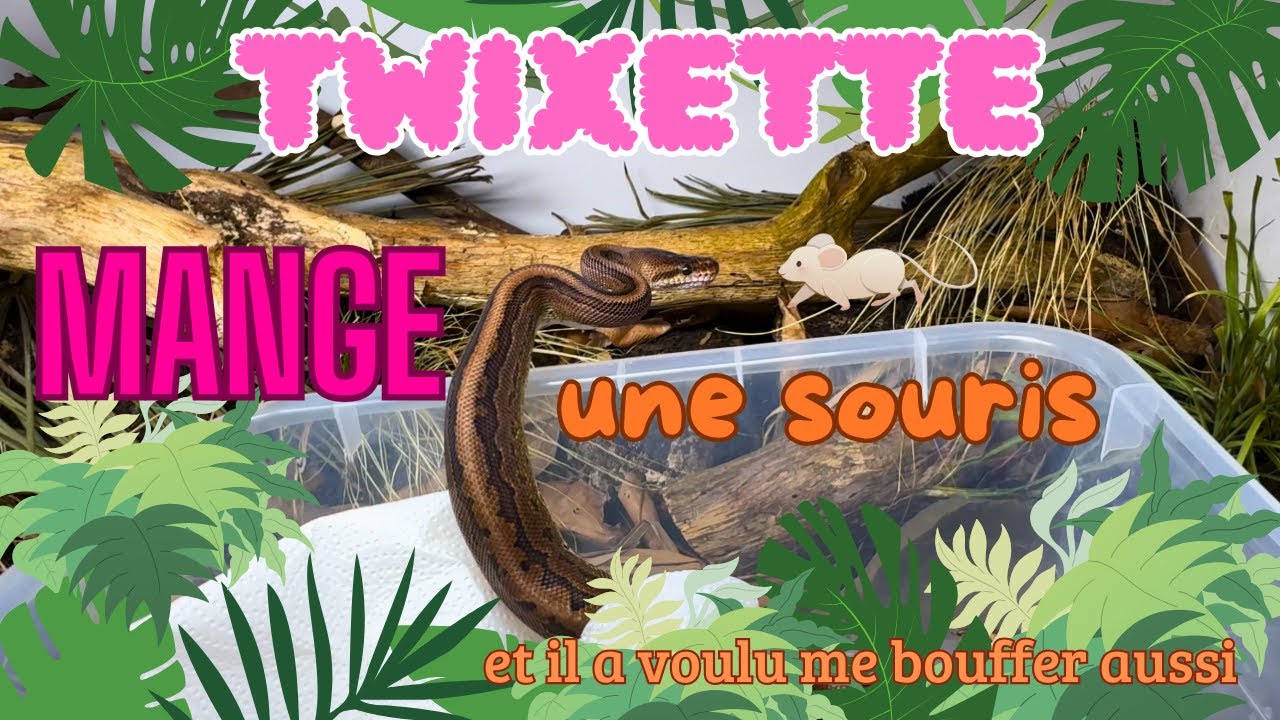 TWIX A VRAIMENT VOULU ME CHOPPER LA JAMBE 🐍🐁🤍