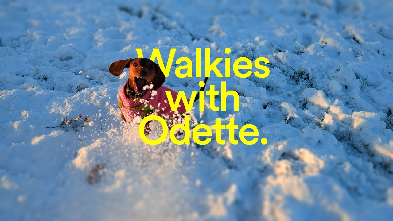 Walkies in the snow with Odette the mini dachshund ❄️