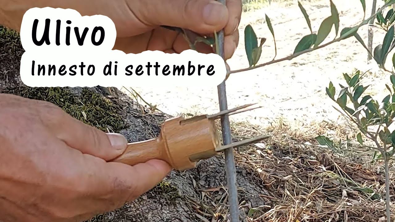 Innesto a zufolo dell'ulivo. Quando innestare l'olivo a gemma dormiente e a gemma vegetante?