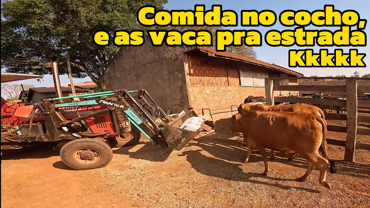 Tratando da pecuária e colhendo a aveia do vizinho pra feno (roçavlog)