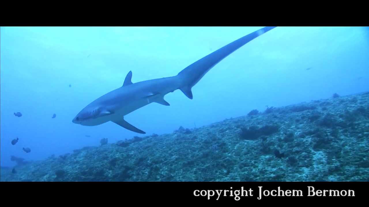 Malapascua - (just) Thresher Sharks - Monad Shoal