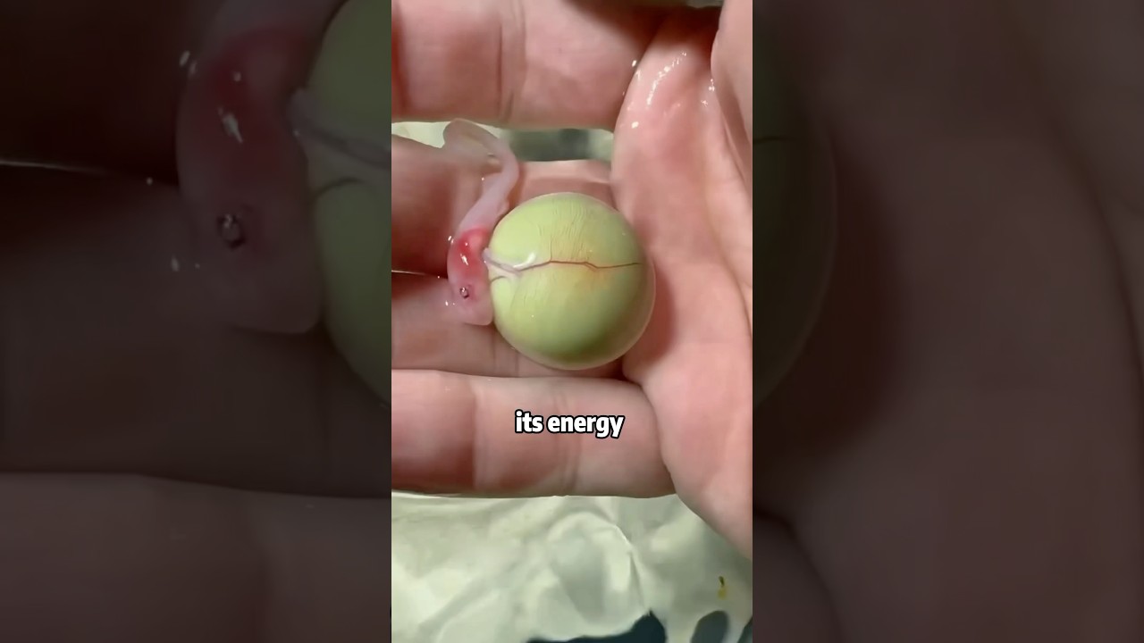 Can a Leaking Shark Egg 🥚🦈 Still Hatch🤔❤️🙏 ? #animals #rescue #shark #egg #shorts #why