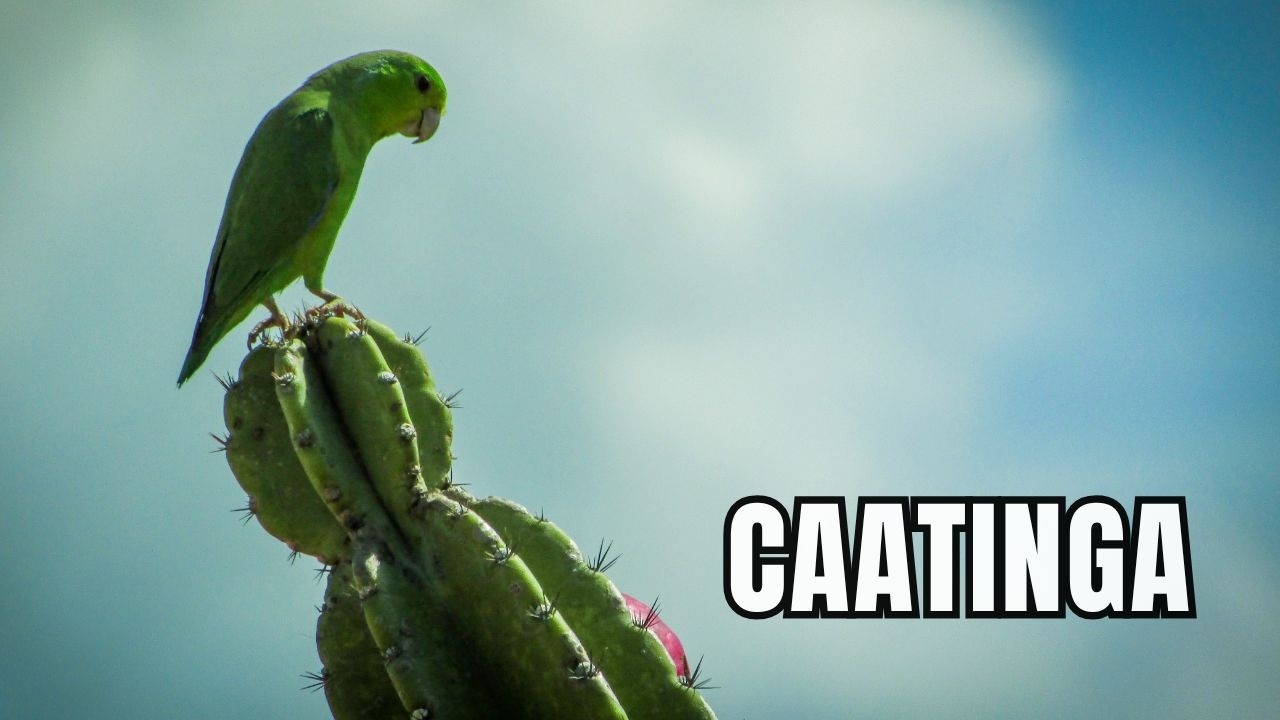 CAATINGA:  O Deserto Brasileiro Cheio de Vida! (Bioma Único do Brasil)