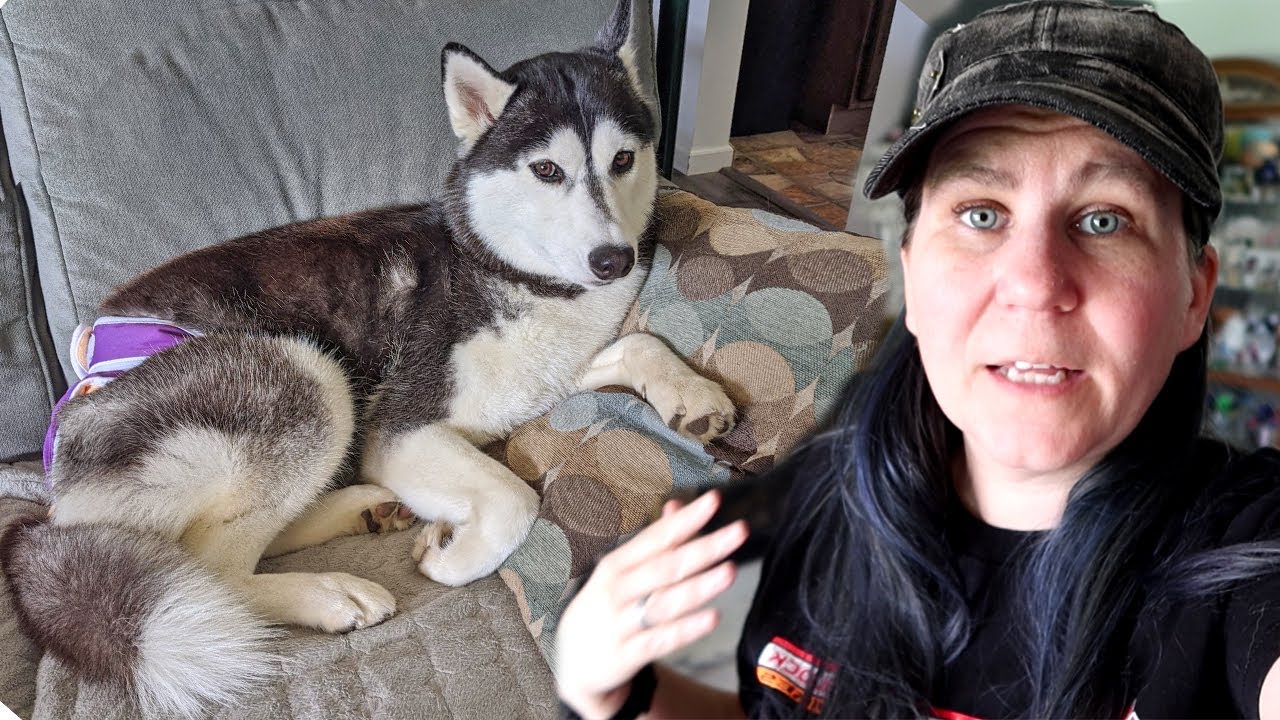 Husky Has to Wear a Diaper!