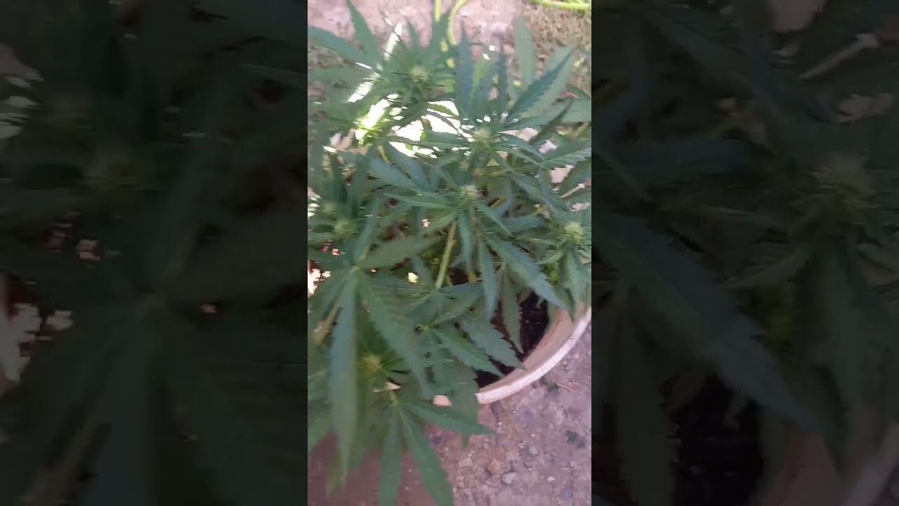 bcn critical xxl auto, dia 43