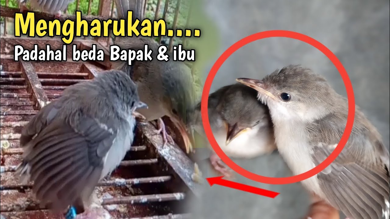 SALUT melihat anakan Cigun ini padahal masih sama anakan
