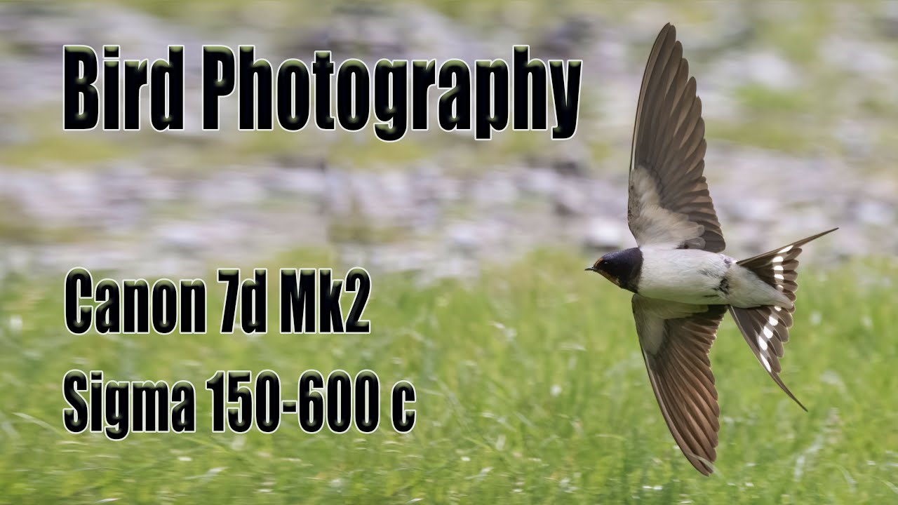 Bird photography settings 5 tips for Canon 7d mk ii Sigma 150-600 contemporary