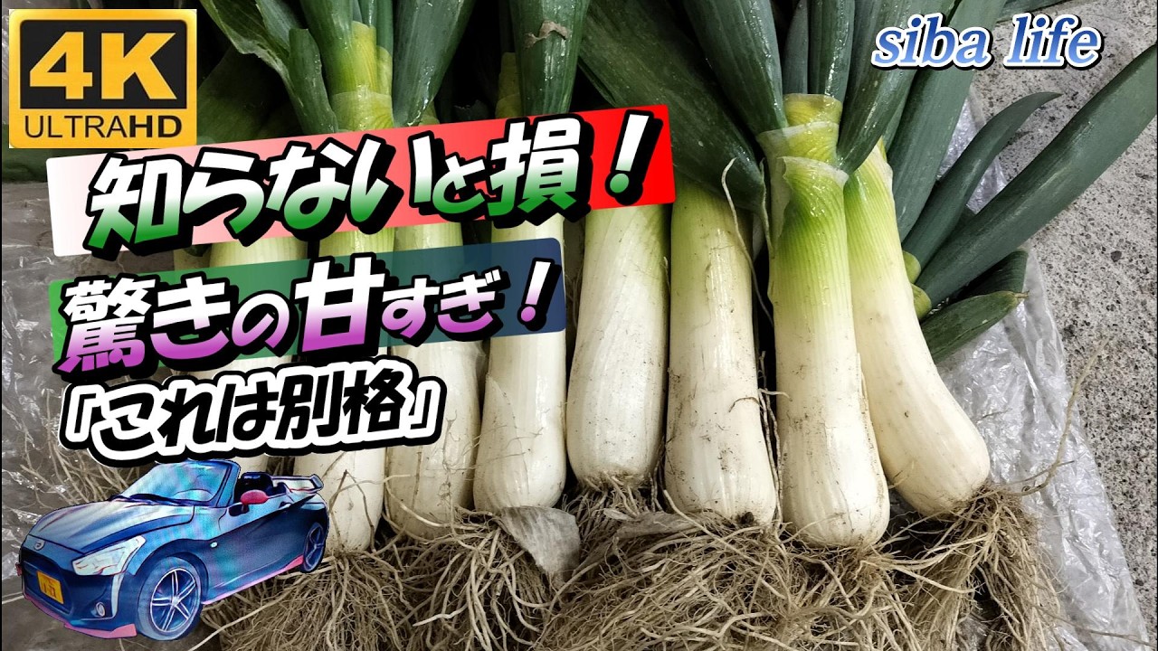 4ｋ【知らないと損】下仁田ネギの本当の旨さは「丸焼き」にあった。このチャンネルを見れば分かる。【家庭菜園】初心者必見、土づくりから。 2026.1.31 siba life
