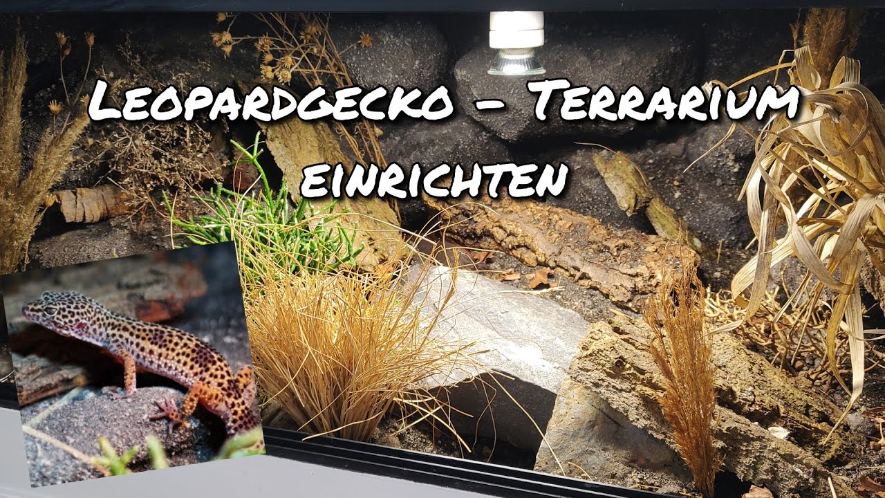 Leopardgecko  -  Terrarium einrichten