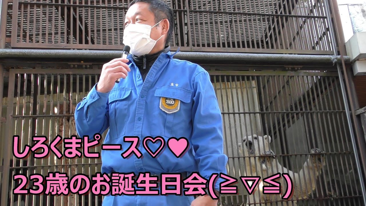 【生きる伝説】しろくまピース23歳のお誕生会♡♥とべ動物園にて