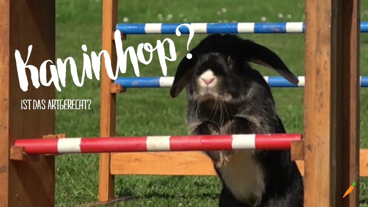 Kaninhop?!