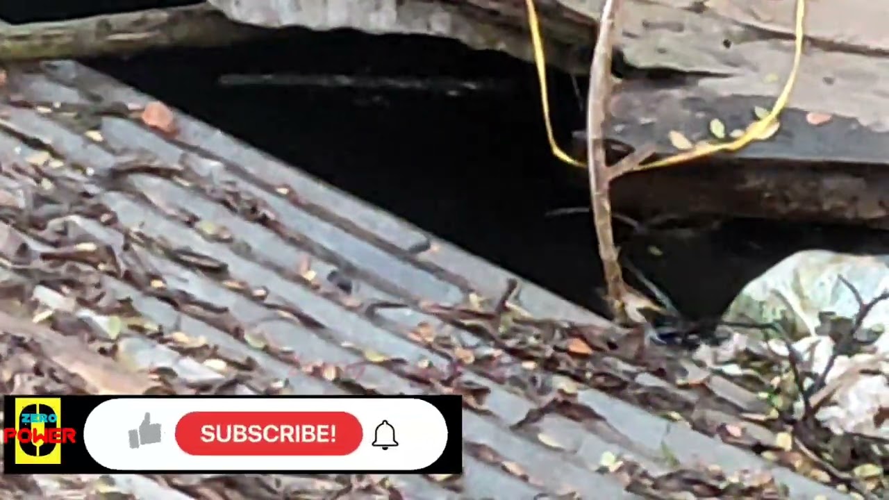 দানবীয় মাগুর মাছ part-02 || Giant devil catfish || Rever monster || OMG giant catfish || Huge size