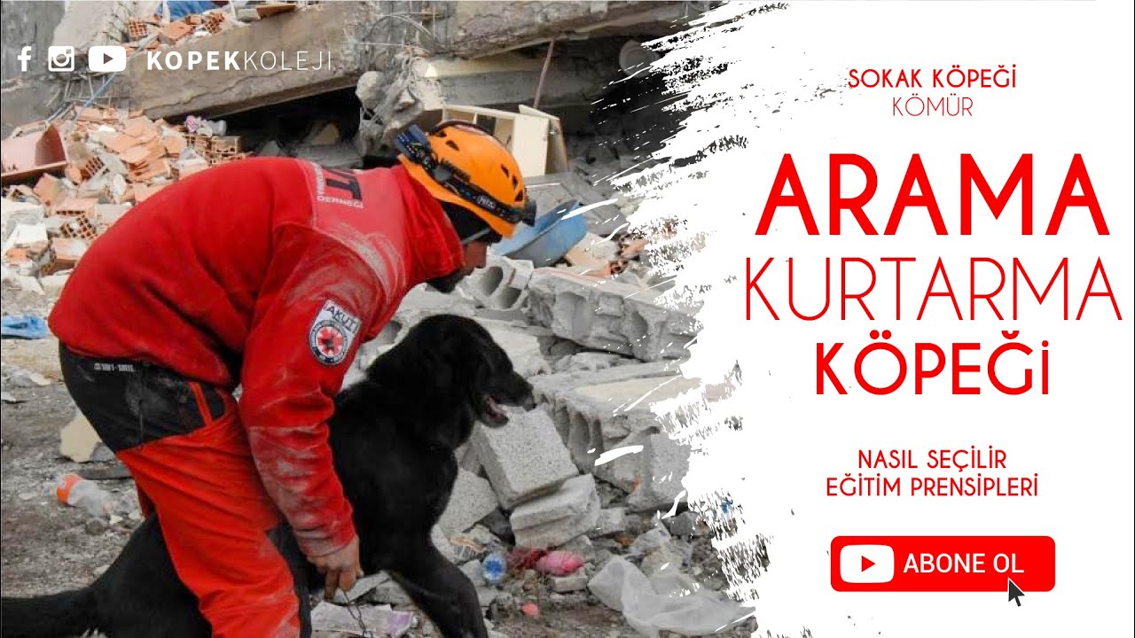 Arama Kurtarma Köpeği