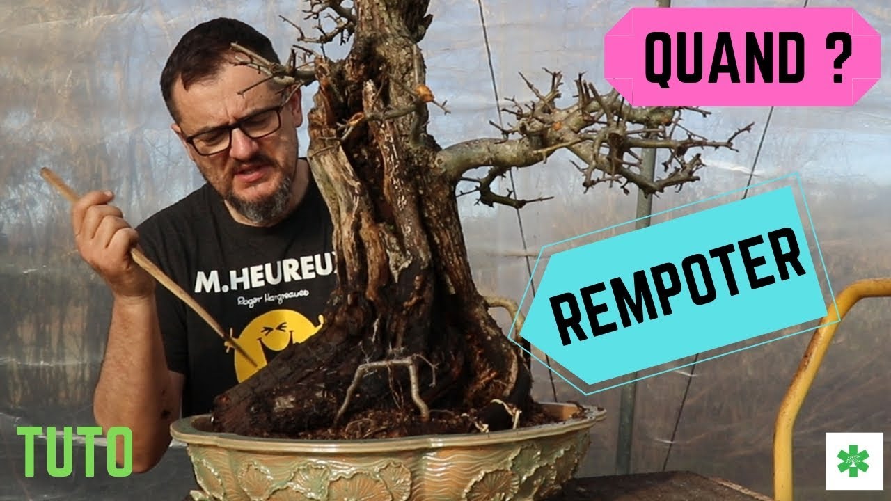 Quand REMPOTER son BONSAÏ ?